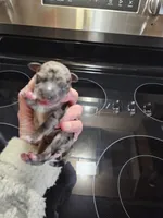 Blue merle male, a male Miniature Schnauzer for sale in Niles, MI – Photo 2 of 2