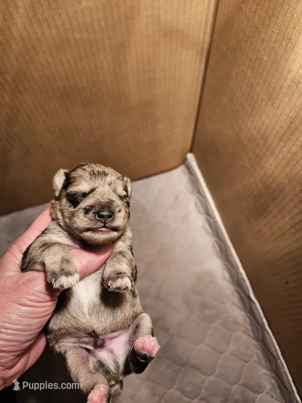 Blue merle male, a male Miniature Schnauzer for sale in Niles, MI – Photo 1 of 3