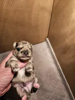 Blue merle male, a male Miniature Schnauzer for sale in Niles, MI – Photo 1 of 3