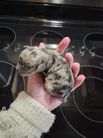 Blue merle male, a male Miniature Schnauzer for sale in Niles, MI – Photo 1 of 2