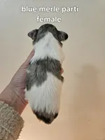 Blue merle parti female , a female Miniature Schnauzer for sale in Niles, MI – 4 of 4