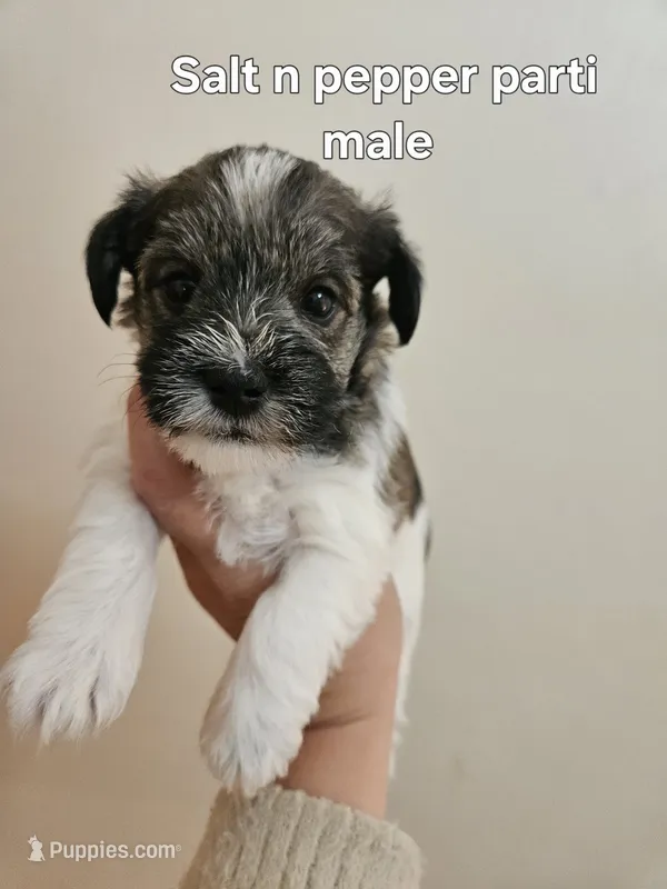Salt n pepper parti male – Miniature Schnauzer puppy for sale in Niles, MI