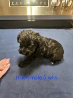 Black male , a male Miniature Schnauzer for sale in Niles, MI – 2 of 4