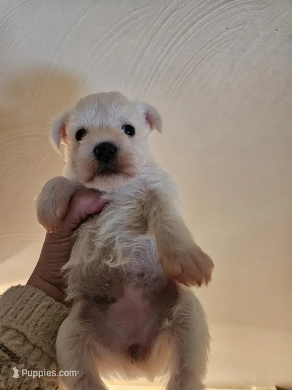 toy wheaton (f) 2 blue eyes – Miniature Schnauzer puppy for sale in Niles, MI