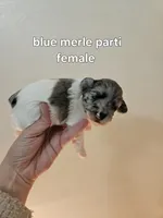 Blue merle parti female , a female Miniature Schnauzer for sale in Niles, MI – 2 of 4
