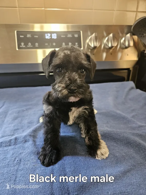 Black merle male – Miniature Schnauzer puppy for sale in Niles, MI