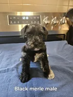 Black merle male ready to go now!, a male Miniature Schnauzer for sale in Niles, MI – 1 of 5