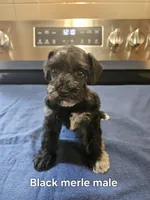 Black merle male ready to go now!, a male Miniature Schnauzer for sale in Niles, MI – 2 of 5