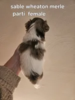 Sable wheaton merle parti female blue eye, a female Miniature Schnauzer for sale in Niles, MI – 5 of 5