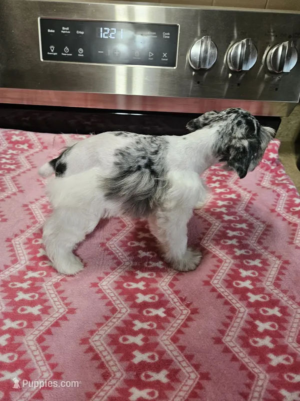 Blue tan merle parti female mega coated ready to go now! – Miniature Schnauzer puppy for sale in Niles, MI