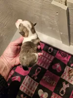 Blue merle parti male , a female Miniature Schnauzer for sale in Niles, MI – 2 of 3