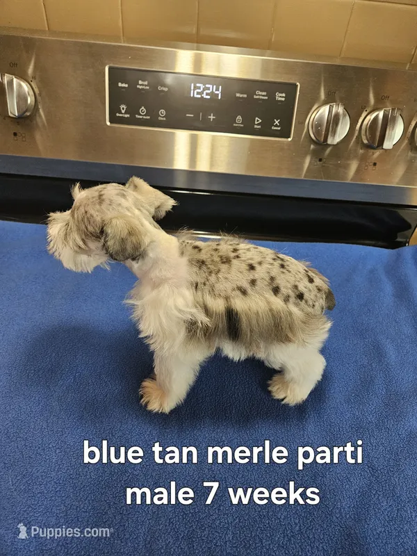 Blue tan merle parti male  – Miniature Schnauzer puppy for sale in Niles, MI
