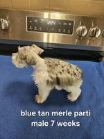 Blue tan merle parti male , a male Miniature Schnauzer for sale in Niles, MI – 1 of 5