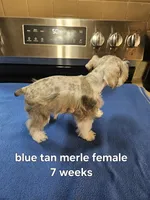 Blue tan merle female blue eye ready to go now , a female Miniature Schnauzer for sale in Niles, MI – 3 of 5
