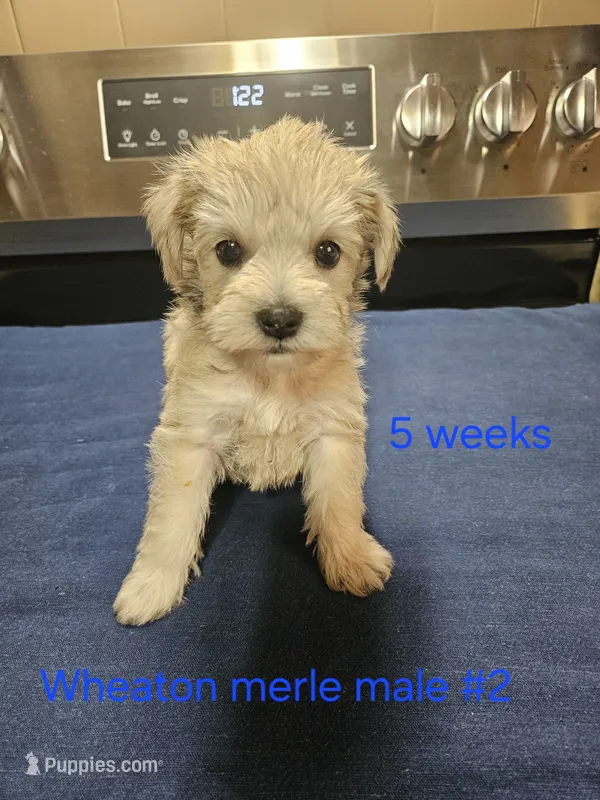  wheaton merle #2 Has 2 hazel eyes – Miniature Schnauzer puppy for sale in Niles, MI