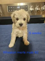  wheaton merle #2 Has 2 hazel eyes, a male Miniature Schnauzer for sale in Niles, MI – 1 of 4