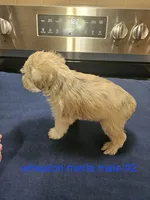  wheaton merle #2 Has 2 hazel eyes, a male Miniature Schnauzer for sale in Niles, MI – 4 of 4