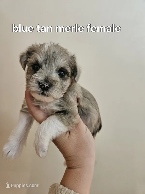 Blue tan merle female blue eye – Miniature Schnauzer puppy for sale in Niles, MI