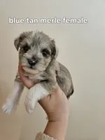 Blue tan merle female blue eye, a female Miniature Schnauzer for sale in Niles, MI – 1 of 4