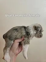 Blue tan merle female blue eye, a female Miniature Schnauzer for sale in Niles, MI – 3 of 4