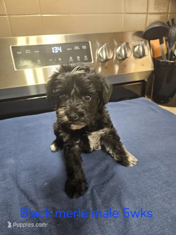 Black merle male – Miniature Schnauzer puppy for sale in Niles, MI
