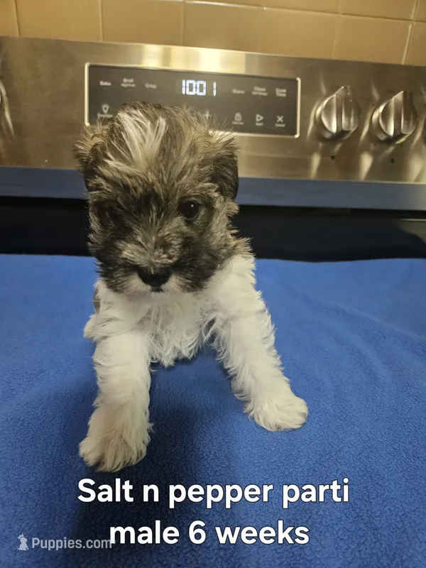 Salt n pepper parti male – Miniature Schnauzer puppy for sale in Niles, MI