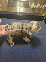 Blue tan merle male, ready to go now!, a male Miniature Schnauzer for sale in Niles, MI – 4 of 4