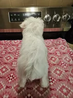 wheaton female 2 blue eyes ready to go!, a female Miniature Schnauzer for sale in Niles, MI – 3 of 6