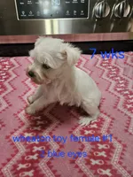 toy wheaton (f) 2 blue eyes ready to go!, a female Miniature Schnauzer for sale in Niles, MI – 4 of 5