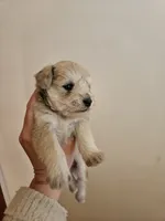Sable wheaton tan pepper merle #2, a male Miniature Schnauzer for sale in Niles, MI – 3 of 5
