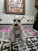 EASTER SPECIAL!! White female , a female Miniature Schnauzer for sale in Niles, MI – Photo 5 of 9