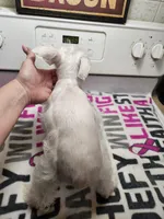 EASTER SPECIAL!! White female , a female Miniature Schnauzer for sale in Niles, MI – Photo 2 of 9