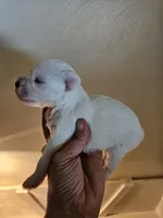 toy wheaton (f) 2 blue eyes, a female Miniature Schnauzer for sale in Niles, MI – 2 of 2