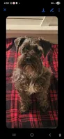 Expecting 3 litters in april!, a  Miniature Schnauzer for sale in Niles, MI – Photo 2 of 3