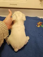 Wheaton light cream female , a female Miniature Schnauzer for sale in Niles, MI – Photo 4 of 4