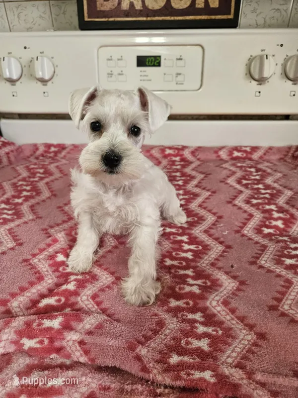 White female rtg now