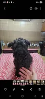 Expecting 3 litters in april!, a  Miniature Schnauzer for sale in Niles, MI – Photo 3 of 3