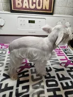 EASTER SPECIAL!! White female , a female Miniature Schnauzer for sale in Niles, MI – Photo 3 of 9