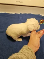 Wheaton light cream female , a female Miniature Schnauzer for sale in Niles, MI – Photo 3 of 4