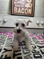 EASTER SPECIAL!! White female , a female Miniature Schnauzer for sale in Niles, MI – Photo 4 of 9