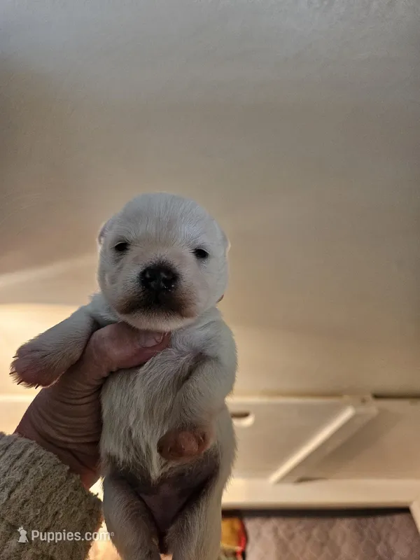 toy wheaton (f) 2 blue eyes – Miniature Schnauzer puppy for sale in Niles, MI