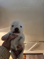 toy wheaton (f) 2 blue eyes, a female Miniature Schnauzer for sale in Niles, MI – 1 of 2