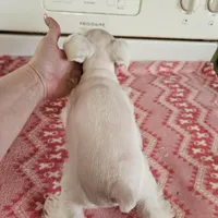 SPECIAL!! White female , a female Miniature Schnauzer for sale in Niles, MI – Photo 2 of 4