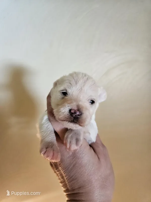Tcup/toy white chocolate female , a female Miniature Schnauzer for sale in Niles, MI – Photo 1 of 2