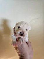 Tcup/toy white chocolate female , a female Miniature Schnauzer for sale in Niles, MI – Photo 1 of 2