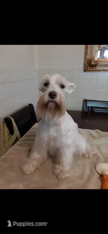 Expecting 3 litters in april! – Miniature Schnauzer puppy for sale in Niles, MI