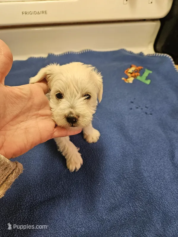 Wheaton light cream female 