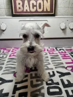 EASTER SPECIAL!! White female , a female Miniature Schnauzer for sale in Niles, MI – Photo 1 of 9
