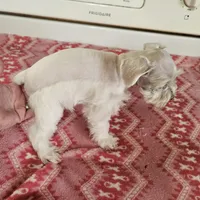 SPECIAL!! White female , a female Miniature Schnauzer for sale in Niles, MI – Photo 4 of 4
