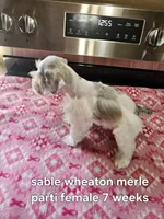 Sable wheaton merle parti female blue eye ready to go now , a female Miniature Schnauzer for sale in Niles, MI – 4 of 5